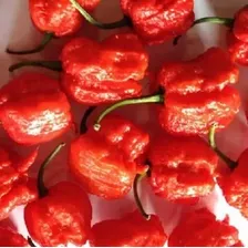 Pimenta Carolina Reaper Macerada 100ml Foto mini  2
