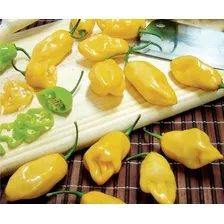 Pimenta Cheiro Do Norte Capsicum Sementes Para Mudas Foto mini 1