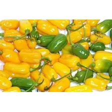 Pimenta Cheiro Do Norte Capsicum Sementes Para Mudas Foto mini 4