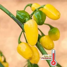 Pimenta Cumari Do Pará Passarinho Conserva 300g - Foto mini 3