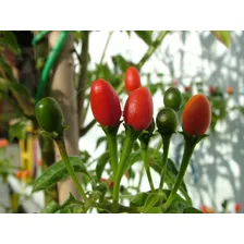 Pimenta Cumari Passarinho Vermelha Em Conserva Pote 300g Foto mini  3