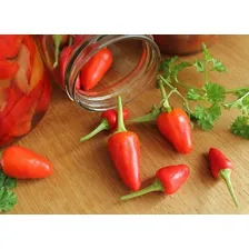 Pimenta Cumari Passarinho Vermelha Em Conserva Pote 300g Foto mini  2