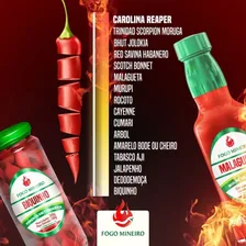 Pimenta Malagueta Em Conserva Foto mini 4