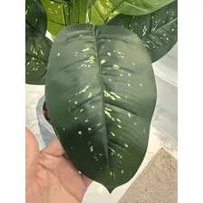 Planta Artificial Comigo Ninguém Pode Folhagem Jibóia Sala Foto mini  3