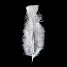 Plumas e Penas Pluma de Gallina Pluma de Gallina Pack 20 10 Blanco Foto mini 2