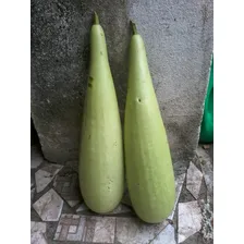 Porongo Cabaça Doce 100 Raras Sementes Para Plantar Foto mini  3