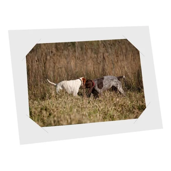 Porta Retrato Kit 450 Unidades Horizontal 10x15 Papel Oferta Cor Branco Foto 1