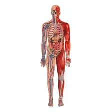 Quebra-cabeça Puzzle Play Gigante Corpo Humano Grow Foto mini 2