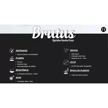 Quiabo Híbrido Brutus 1000 Sementes Foto mini  3