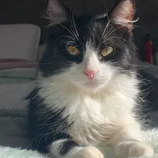 Ração Feline Diabetic 1,5kg Royal Canin Foto mini 2
