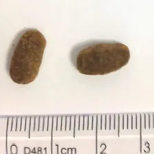 Ração Golden Fórmula Mini Bits Cães Adultos Pequeno Porte Carne e Arroz 3kg Original Foto mini 4