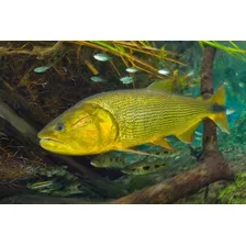 Ração Mega Food Carnivoros De Superfície 1,5kg Com Alho Foto mini 2