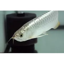 Ração Mega Food Carnivoros De Superfície 1,5kg Com Alho Foto mini 3