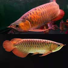 Ração Peixe Carnívoros Superfície M 700g Nutricon Bag Foto mini 4