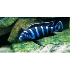 Ração Tetra Cichlid Sticks 75g Para Peixe Ciclídeo Ciclídio Foto mini 4