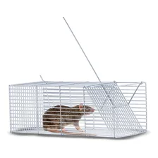 Ratoeira Isca Armadilha Pega Rato Grande Ratazana Camundongo Foto  mini 1