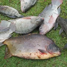 Rede Arrastão Pesca Tilápia Pacu Pintado 10mt Malha 25mm Cor Azul Foto mini 2