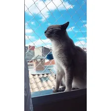 Rede Tela Proteção Janela Gato E Criança 3 Pçs =1,60 X 1,30 Foto mini  3