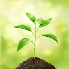Regulador Ph Down 1 Litro Grow Cultivo Indoor Hidroponia Foto mini  2