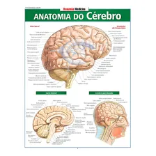 Resumao - Anatomia Do Cerebro - Bafisa Foto mini 1