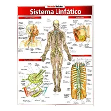 Resumão - Sistema Linfático, De Bfea., Vol. 12. Editorial Abril, Tapa Dura En Português Foto mini 1