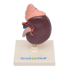 Rim Humano Com Glândula Suprarrenal 2 Partes Anatomia Foto mini  2