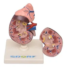 Rim Humano Com Glândula Suprarrenal 2 Partes Anatomia Foto mini 4