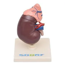 Rim Humano Com Glândula Suprarrenal 2 Partes Anatomia Foto mini 1