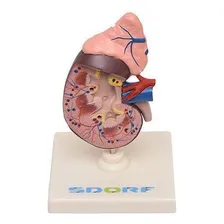 Rim Humano Com Glândula Suprarrenal 2 Partes Anatomia Foto mini 3
