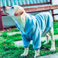Roupa Cachorro Moletom Cães Blusa Inverno Yorkshire Foto mini 4