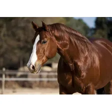 Sal Equino Mineral Microminerais Suplementar Cavalo Muares Foto mini 2