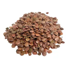 Sansão Do Campo Ou Sabiá 1 Kg De Sementes- Cerca Viva Foto  mini 1