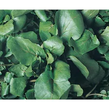 Semente de agrião folha larga Agriao da Agua Topseed 100g Foto mini  2