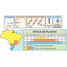 Semente de agrião folha larga Agriao da Agua Topseed 100g Foto mini  3