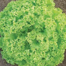 Semente De Alface Crespa Camila Peletizada - 324g - Topseed Foto mini  3