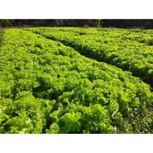 Semente De Alface Crespa Camila Peletizada - 324g - Topseed Foto mini 4