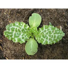 Semente De Cardo Mariano De Planta Medicinal Plantamundo X 40 De 5g Foto mini 4