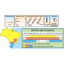 Semente De Espinafre Nova Zelandia 250 Gramas Foto mini 4