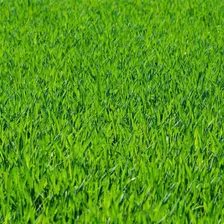 Semente De Grama São Carlos Folha Larga Verde Feltrin 500g Foto mini  2