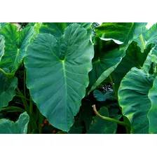 Semente De Inhame De Frutos Natureza Por Kit De 5 X 5 De 250g Foto mini  2