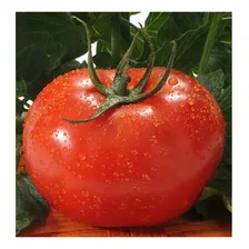 Semente De Tomate Gaucho Melhorado - 400mg/ 120 Sementes Foto mini 1