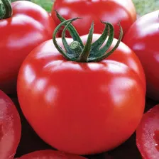 Semente De Tomate Híbrido Ducatto 1mix - Topseed Foto mini  2