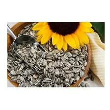 Semente Girrasol 500g Para Pássaros Aves Semente Limpnfe Foto mini 3