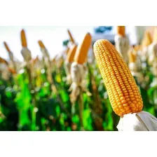 Semente Milho Hibrido Transgênico Para Plantio (500g Foto mini 2
