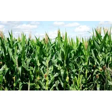 Semente Milho Joia Plantio Embalagem 20kg Foto mini 3