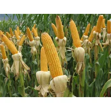 Semente Milho Joia Plantio Embalagem 20kg Foto mini 2