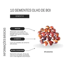 Semente Olho De Boi 10 Unidades Absorver E Purificar Energia Foto mini 2