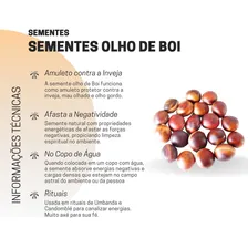 Semente Olho De Boi 10 Unidades Absorver E Purificar Energia Foto mini 3