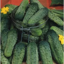 Semente Pepino Conserva 25 X 1g Foto mini 2