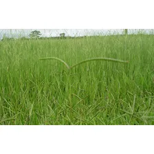 Sementes 20kg Brachiaria Humidicula Dictioneura Llanero Foto mini 2